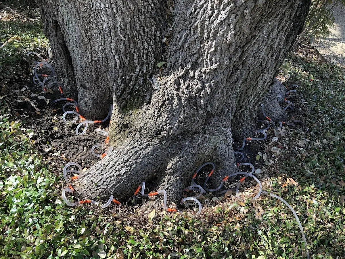 Detailed Tree Cabling and Bracing job site in Lucile