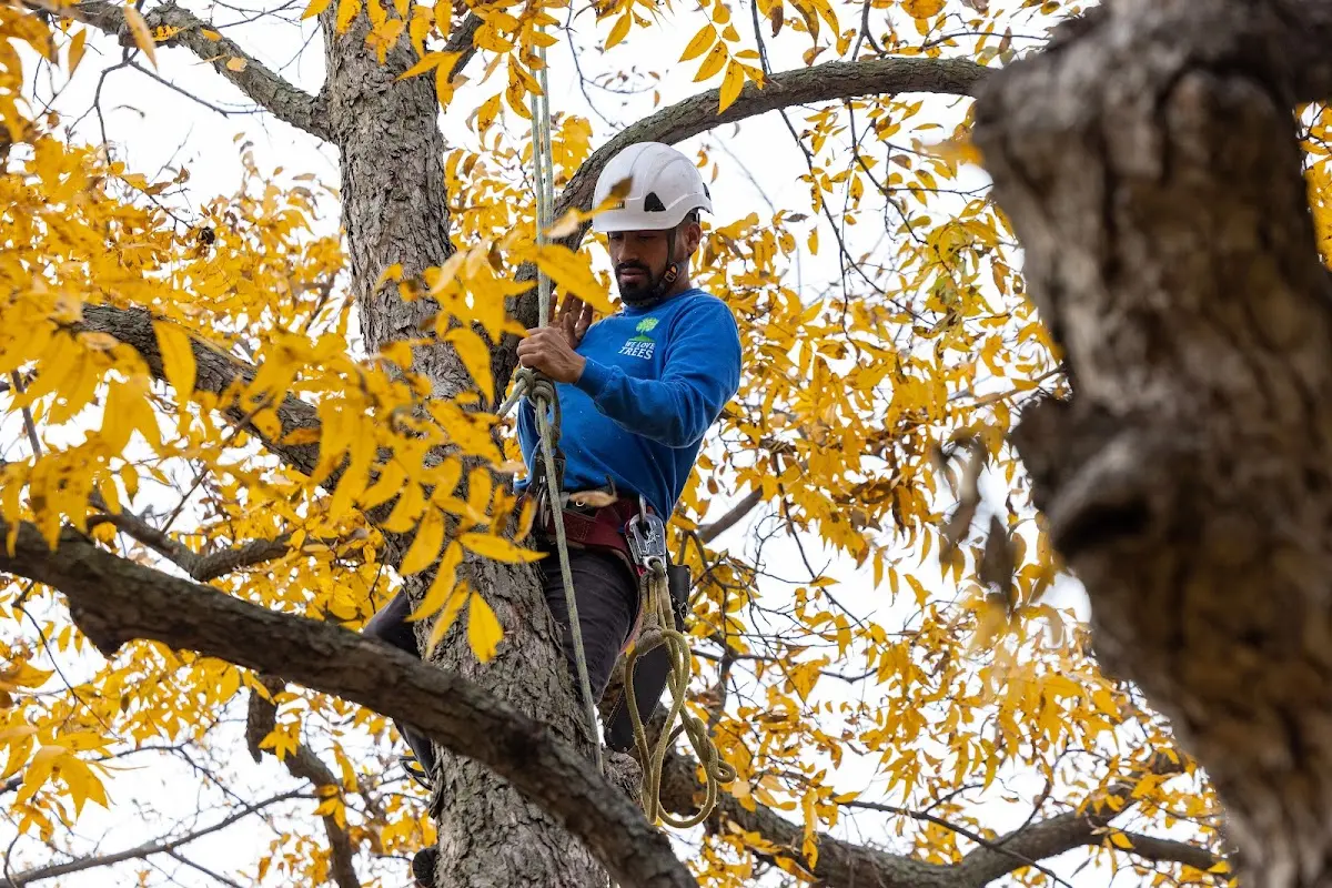 Skilled Tree Trimming crew working in Lucile